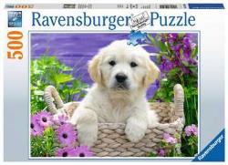 Ravensburger - Puzzle 500 p - Doux Golden Retriever